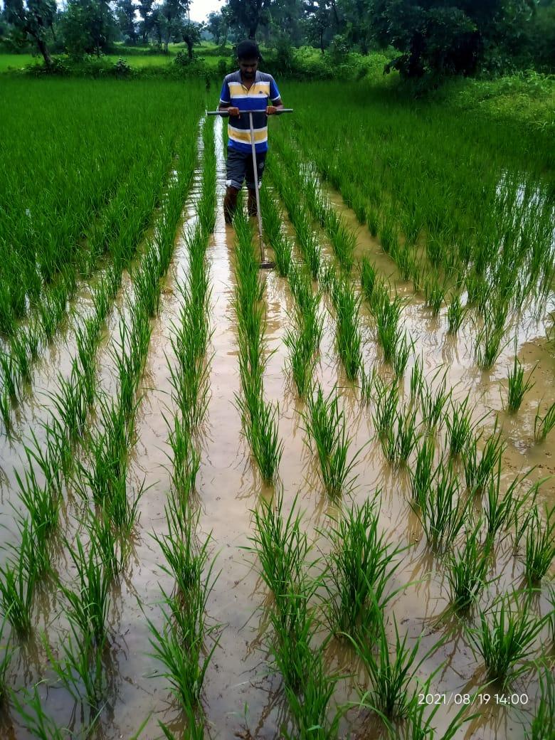 A farmer in his Paddy field in Khamari. (Source: CKA Archives)