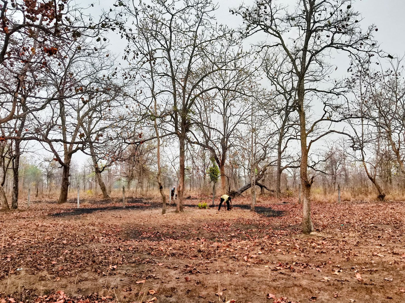 Locals collecting Mahua flowers in Gondia