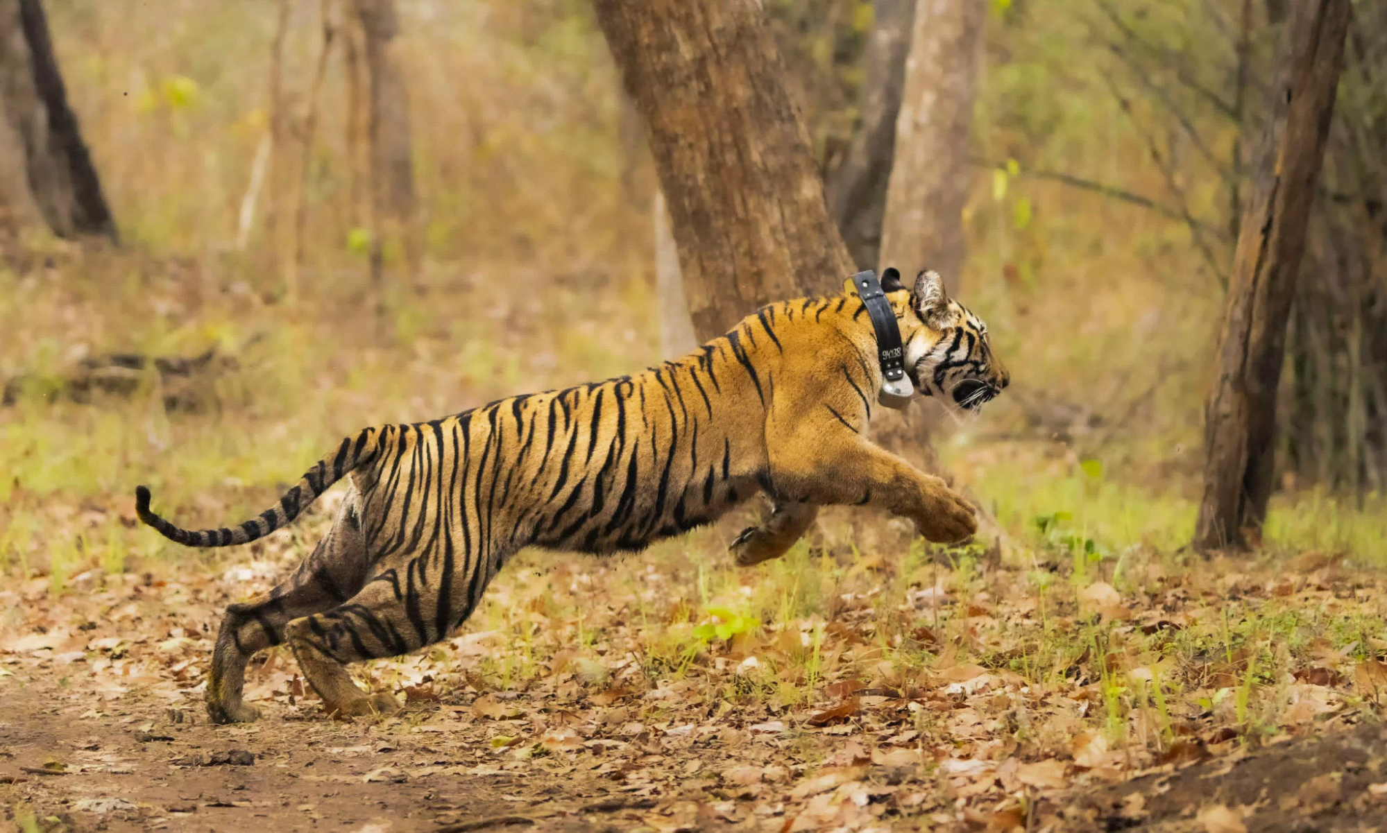 Gondia district in Maharashtra is home to a variety of wildlife, with the tiger (Panthera tigris) being the top predator in the area. The Navegaon-Nagzira Tiger Reserve and nearby protected areas serve as vital habitats for these majestic cats. The tigers here are part of a larger population found throughout central India, using forest corridors to travel between different reserves. Their presence is a good sign of healthy forest ecosystems that can support large carnivores.