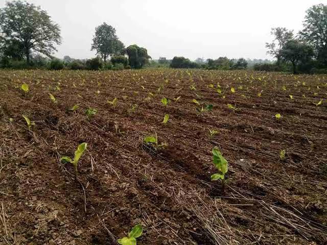 A banana field under cultivation in Jalgaon district.(Source: CKA Archives)