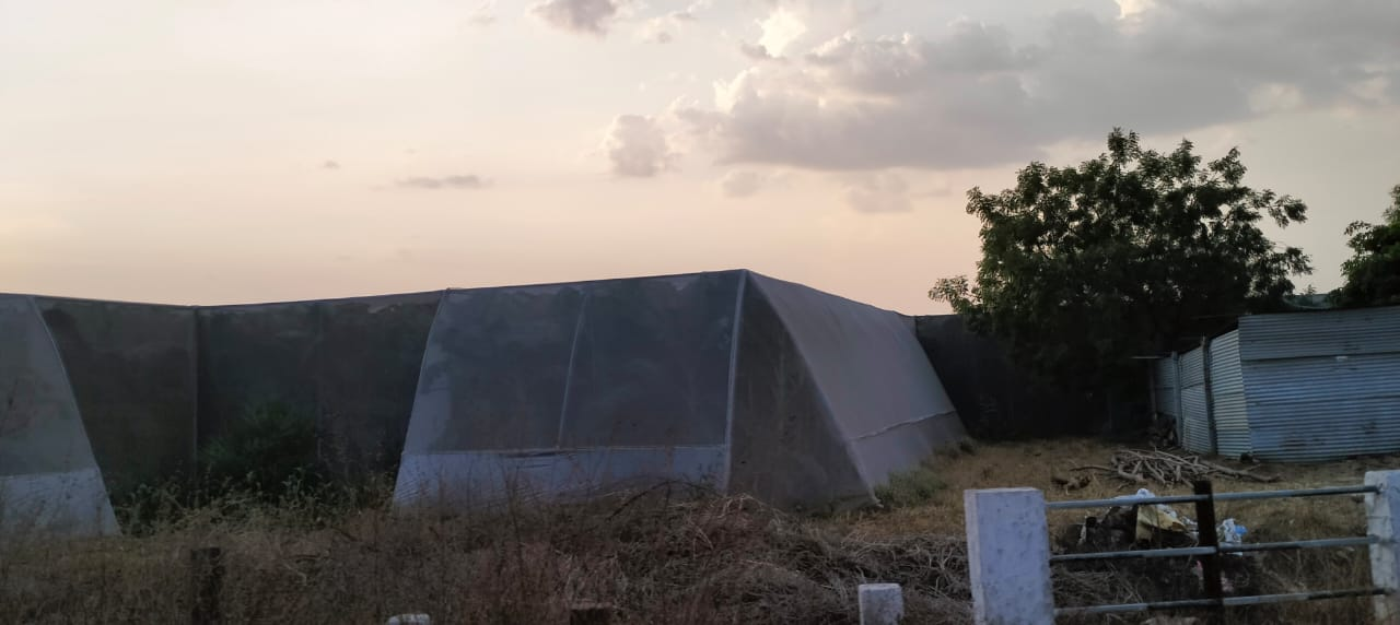 Banana cultivation with the use of Polyhouses has gotten trendy in recent years. (Source: CKA Archives).
