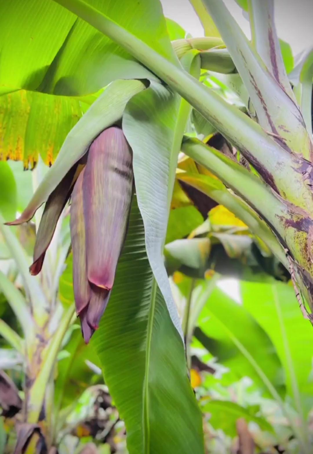 Close-up of a banana flower bud emerging on a mature plant.(Source: CKA Archives)