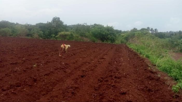A Woman doing ‘Tokni’ on a farm. (Source: CKA Archives)