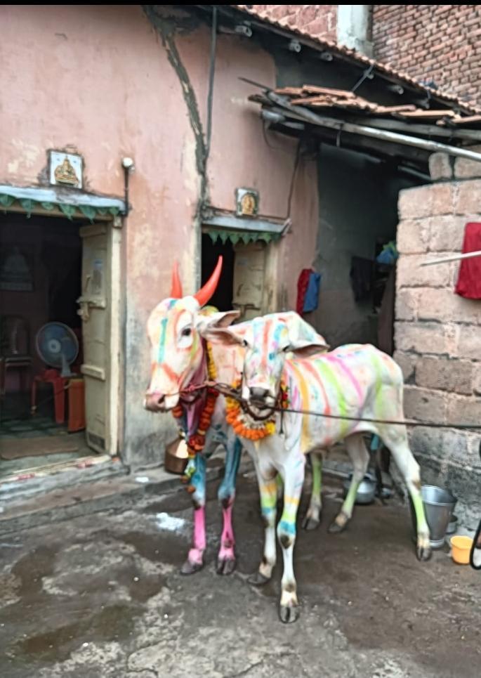 Bulls were decorated on the day of Bendur. (Source: CKA Archives)