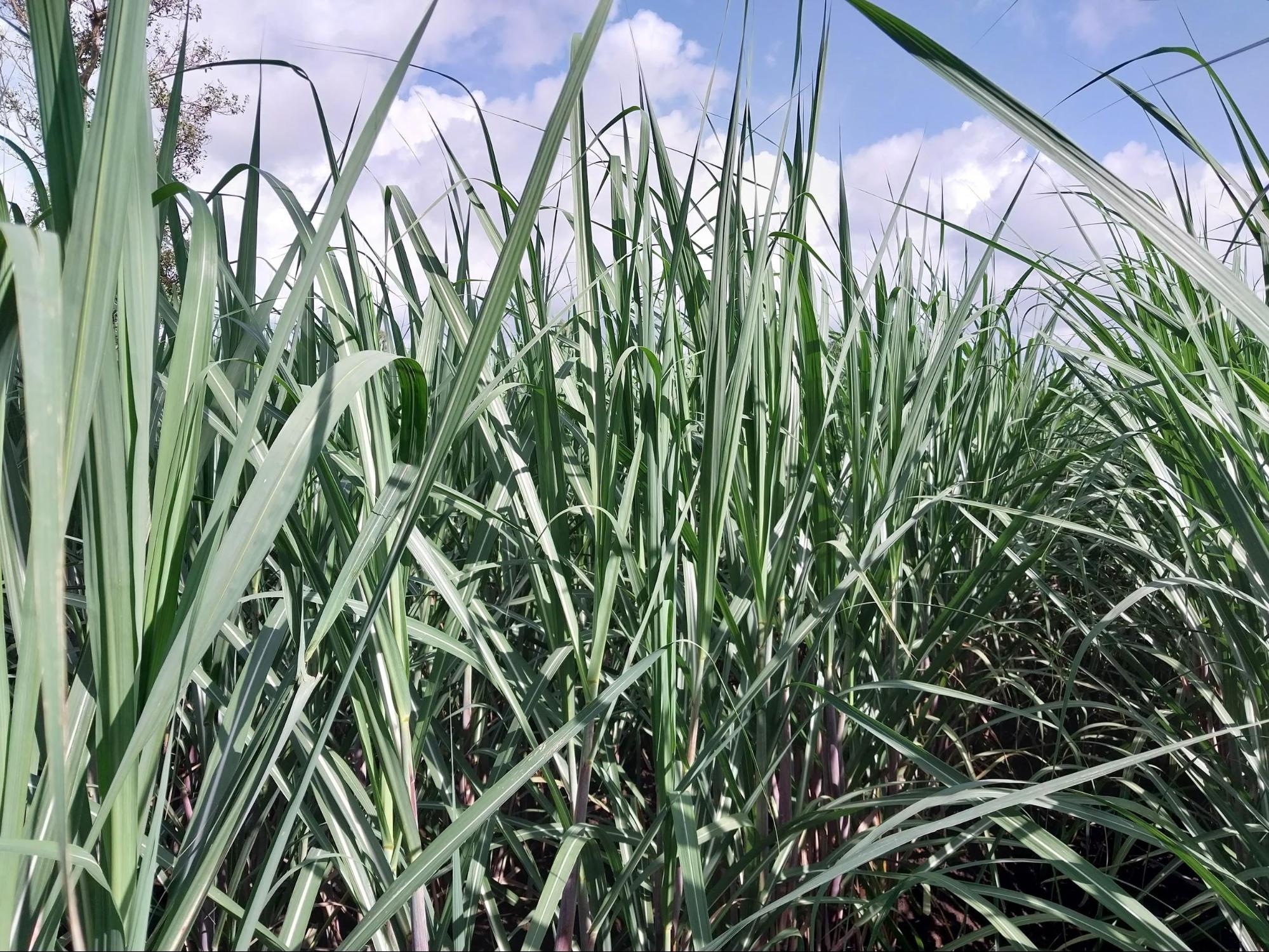 Sugarcane is one of the major crops of the district. (Source: CKA Archives)