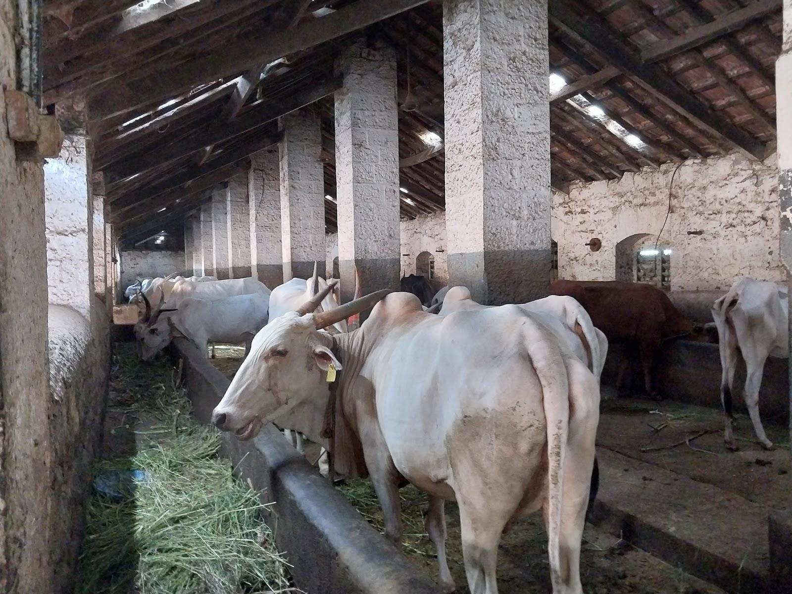 A Gotha at Panjarpol Sansthan, Kolhapur (Source: CKAArchives)