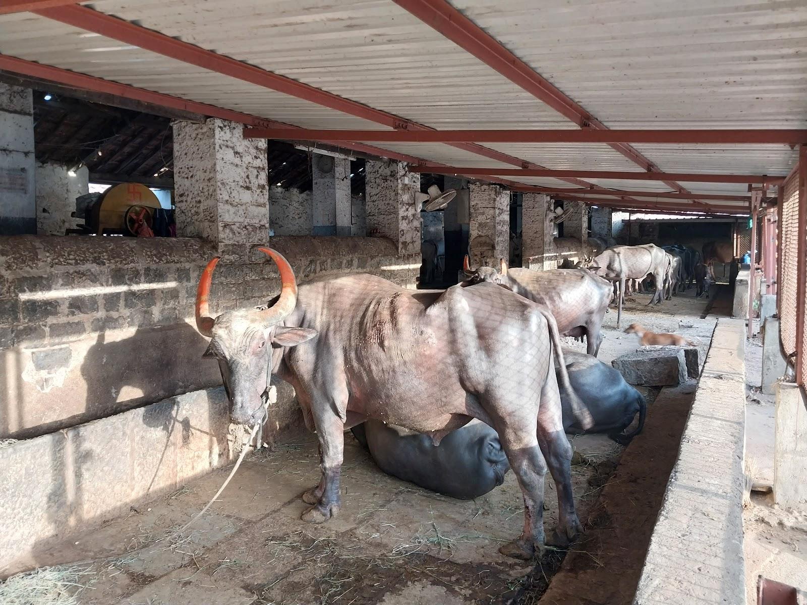 Buffalo gotha in Panjarpol(Source: CKA archives)