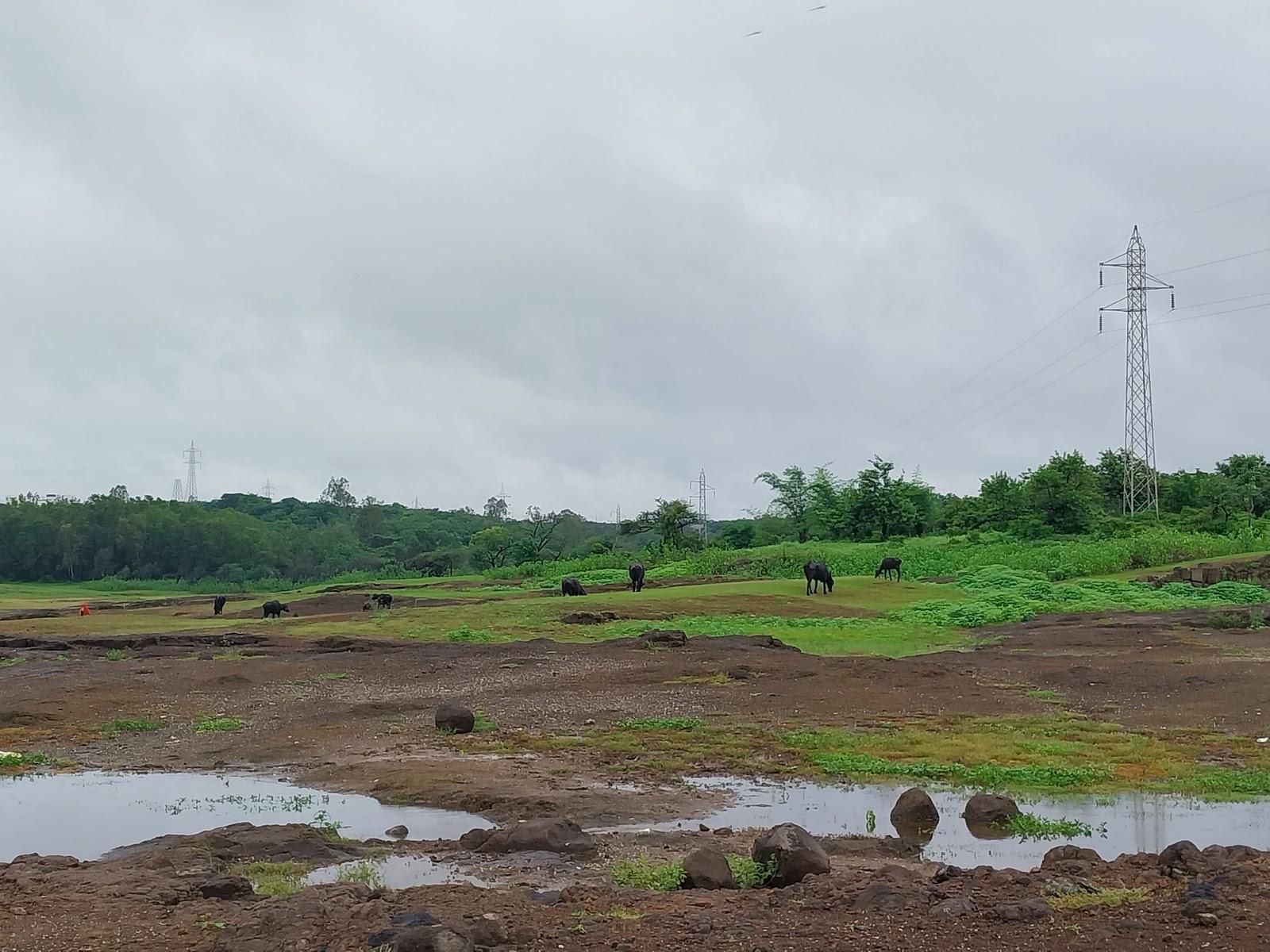 Buffaloes grazing near Rajaram Talav (Source: CKA Archives)