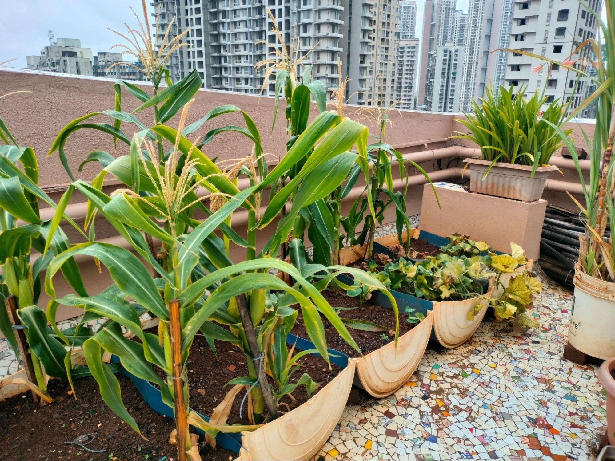 Aarti has also successfully grown Makka or Corn on her Terrace farm. (Source: CKA Archives)