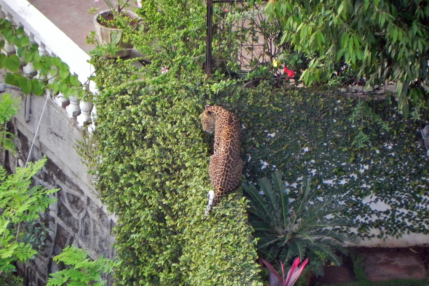 Image Credits: Palash Kashyap/Mongabay