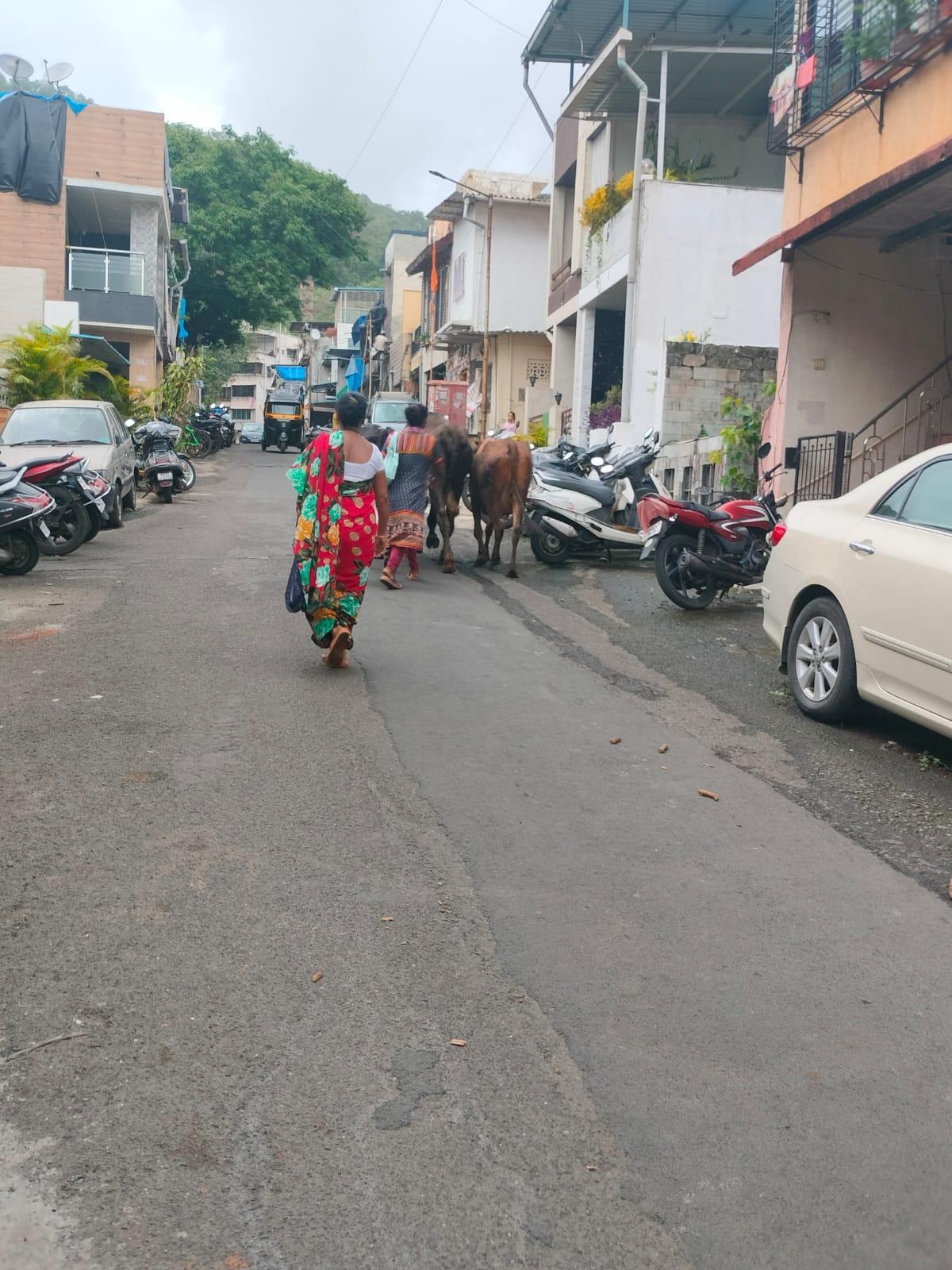 The cows/bails are taken for grazing from the Mulund Colony area to a temple in an area called Shastri Nagar for grazing (Source: CKA Archives)