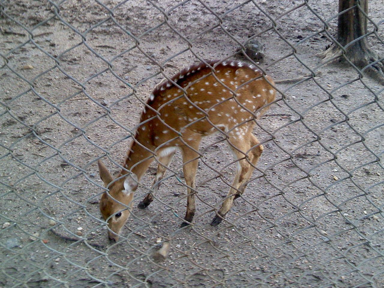 A spotted deer at Maharajbagh