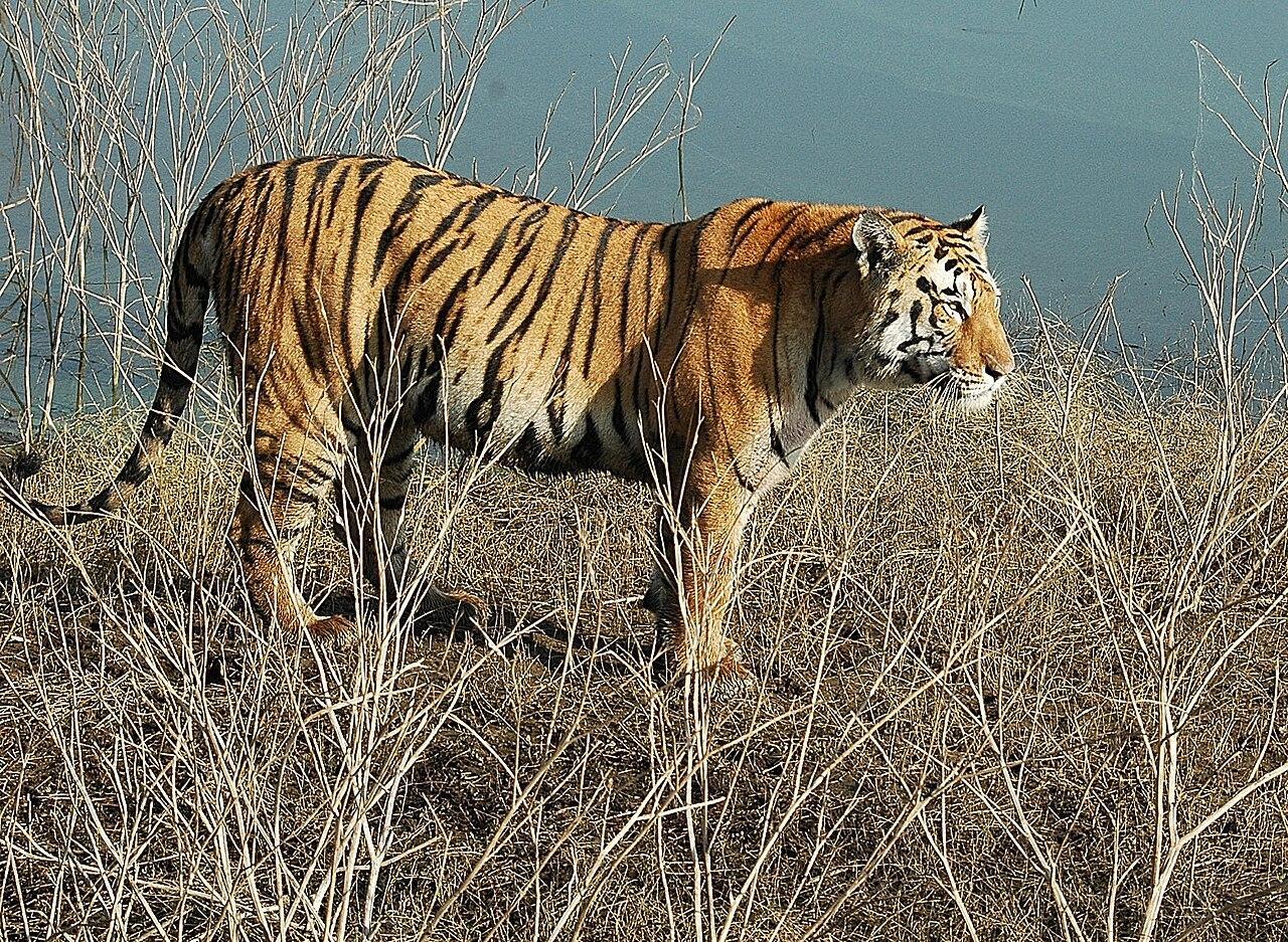 A tiger in Pench National Park