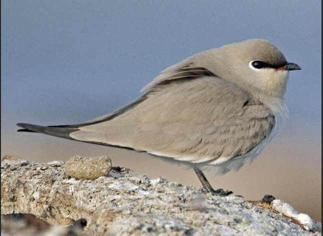 Small Pratincole
