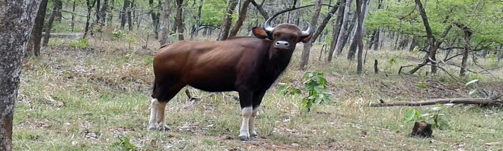 Umred Kahrandla Abhayarannya - Bison