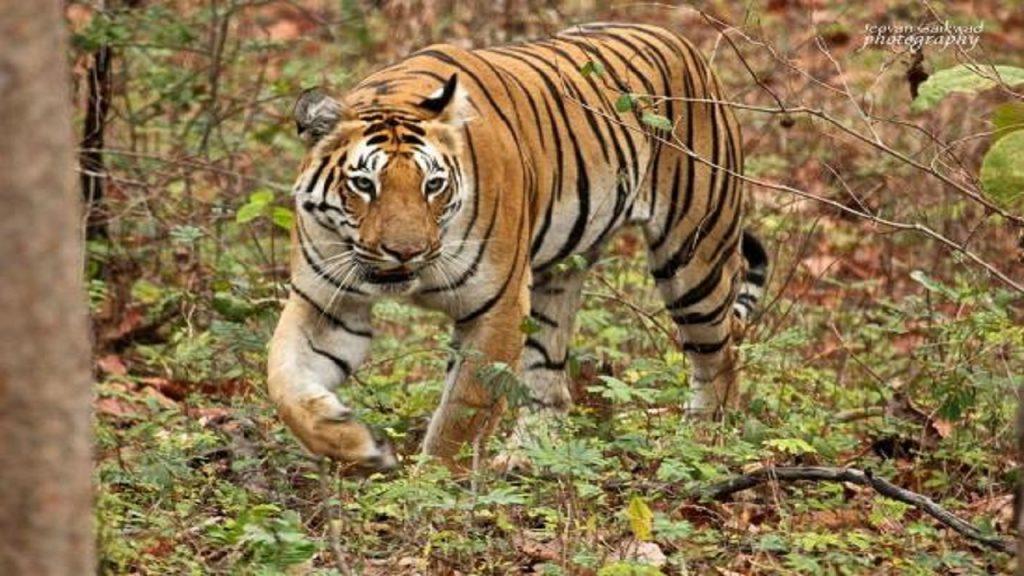 Umred Kahrandla Abhayarannya-tiger