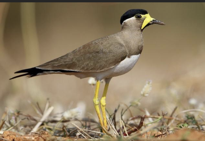 Yellow-wattled Lapwing