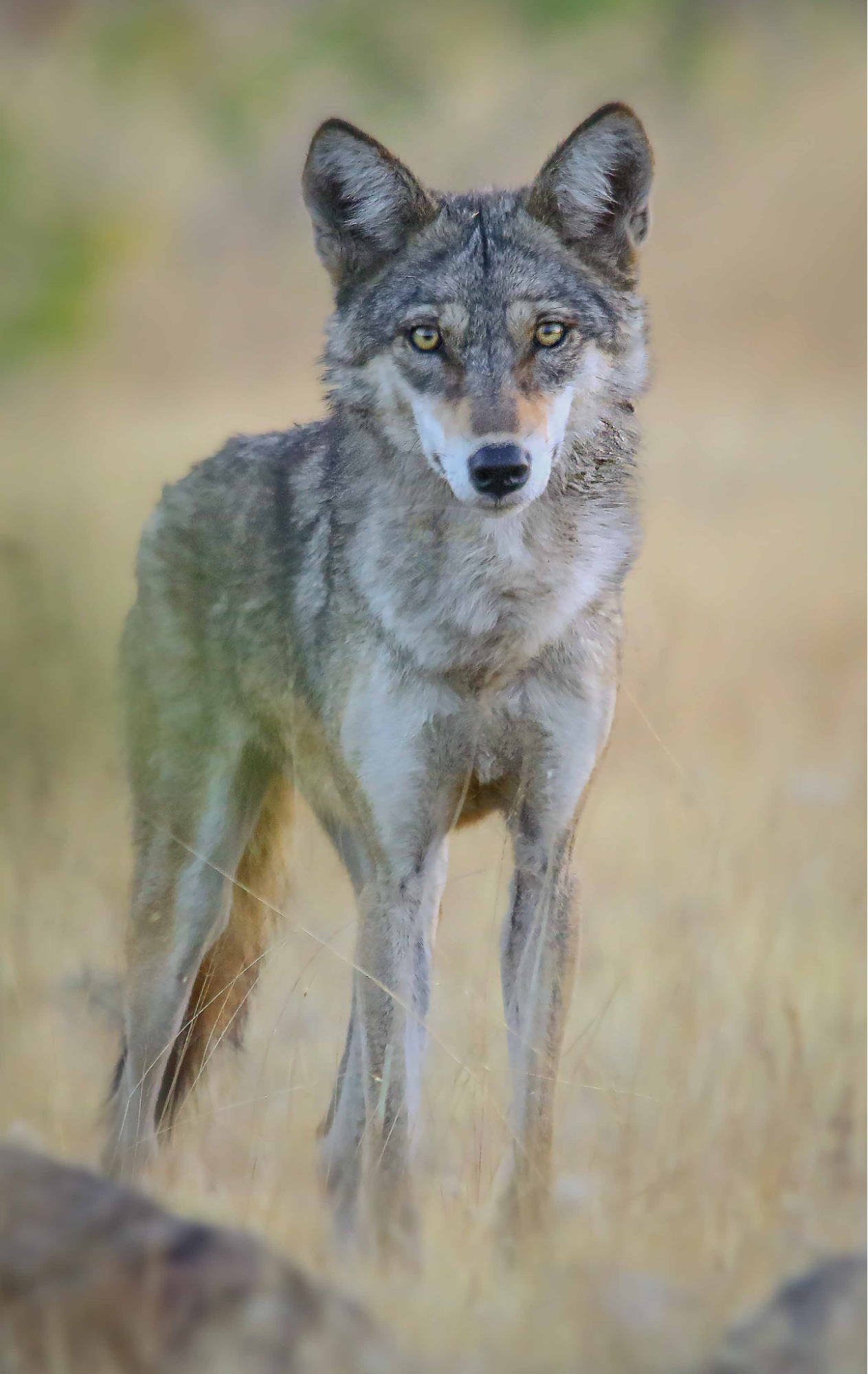 The Indian Grey Wolf maintains a small population in the less disturbed areas.