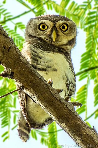 The Forest Owlet, Heteroglaux blewitti, is one of the most critically endangered species in the world and was considered to be extinct for over a century. It inhabits dry, semi-open forests and is known to prefer areas near agricultural fields for feeding.