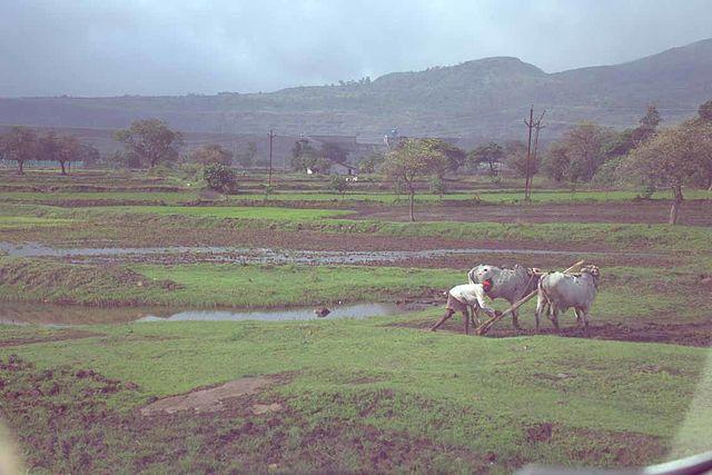 Traditional Plowing in Nashik with the Use of Bulls.