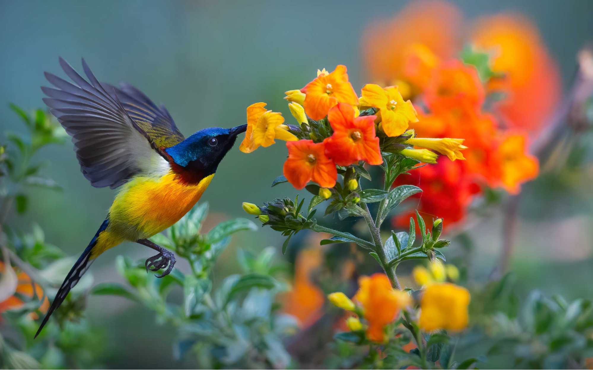 The documented species range from waterfowl like herons and egrets to raptors such as eagles and falcons, and numerous smaller birds including kingfishers, hornbills, and sunbirds (above). This diversity reflects the region's role as a significant avian habitat in Maharashtra.