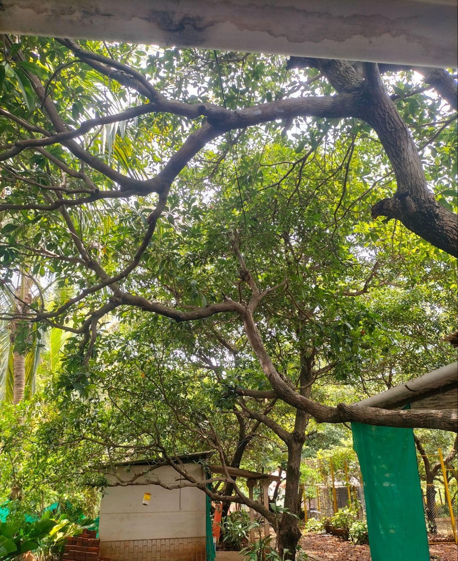 A Chikoo Plantation in Gholvad. (Source: CKA Archives)