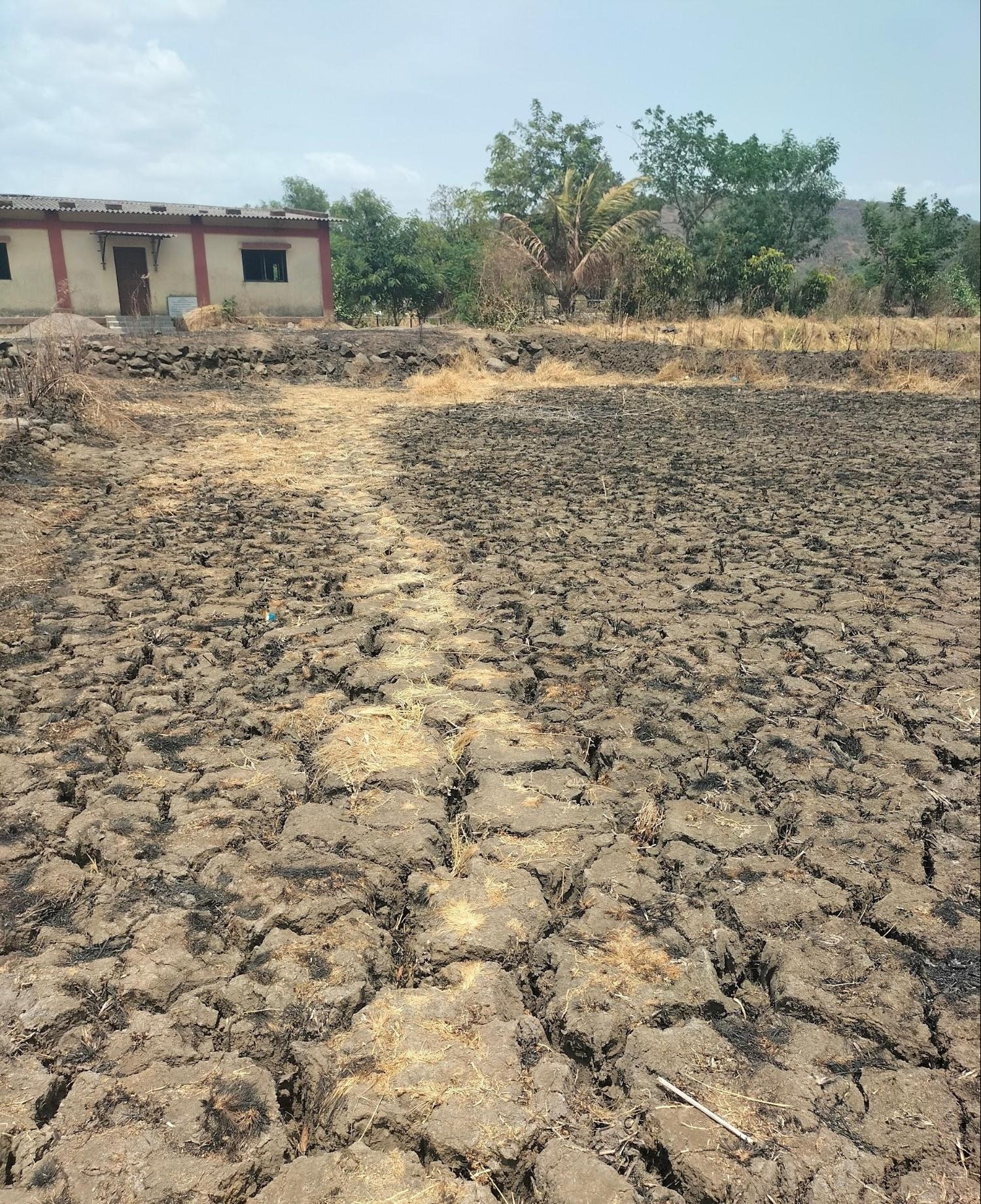 Alluvial soil in a rice field. (Source: CKA Archives)
