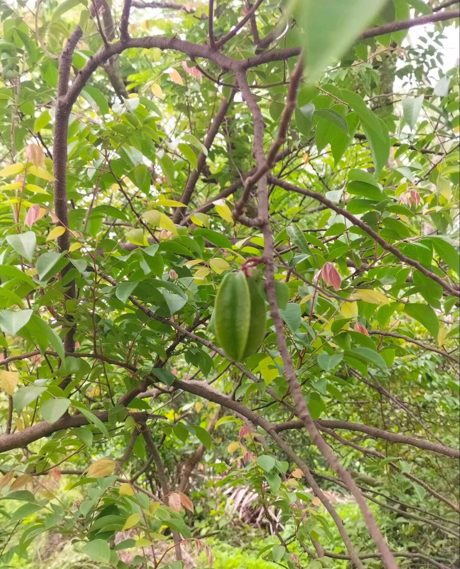 The tropical fruit Carambola (Star Fruit) can also be seen across some talukas in the district. (Source: CKA Archives)