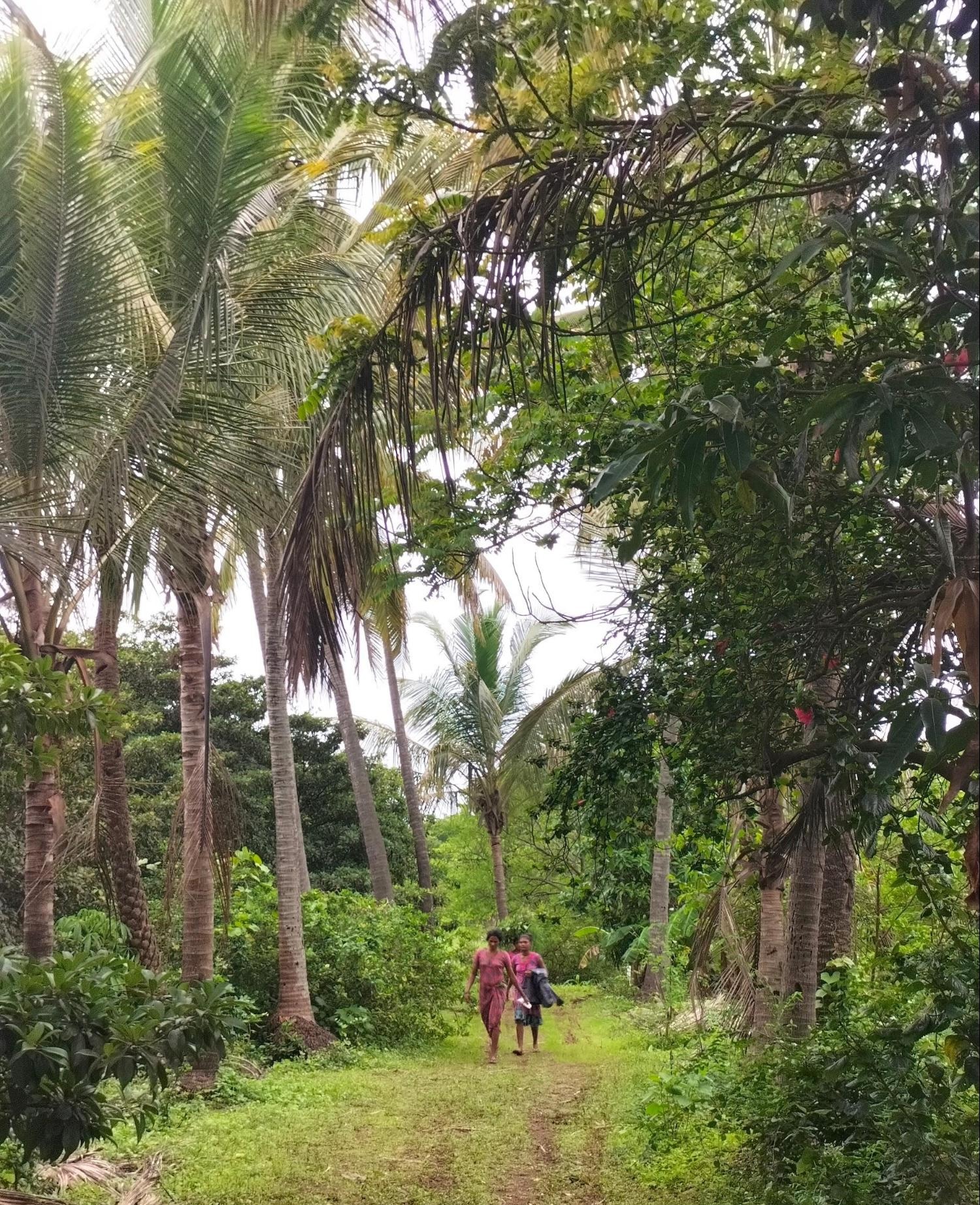Women Farmers head to the farmlands through a pathway surrounded by coconut trees. (Source: CKA Archives).