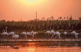 The Bhigwan Bird Sanctuary is located in the backwaters of the Ujani Dam at Baramati Tahsil.