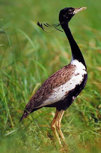 The Lesser Florican is observed in small numbers in tall grasslands during the southwest monsoon season.