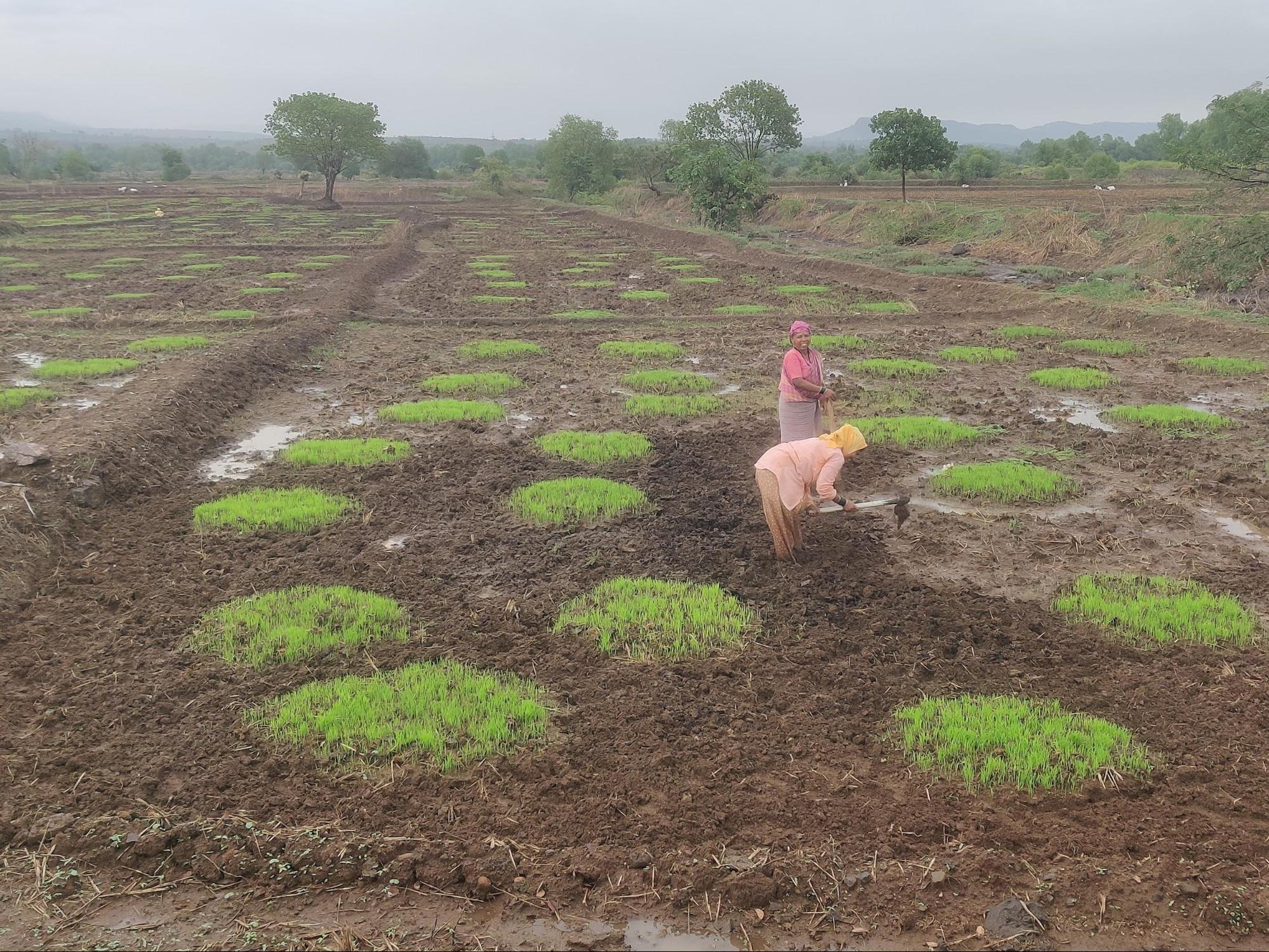 Farmers working in a paddy field during the planting season in Raigad.(Source: CKA Archives)