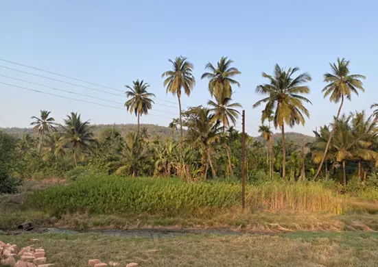 A portion of agricultural land has been taken over by mangrove trees, Source: India Spend