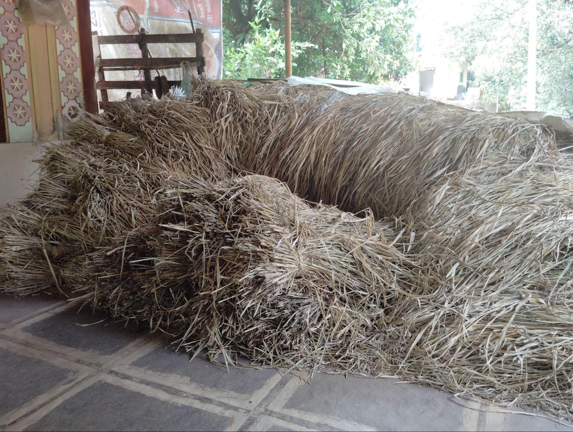 Harvested Paddy before the grain is separated from the stalk. (Source: CKA Archives)