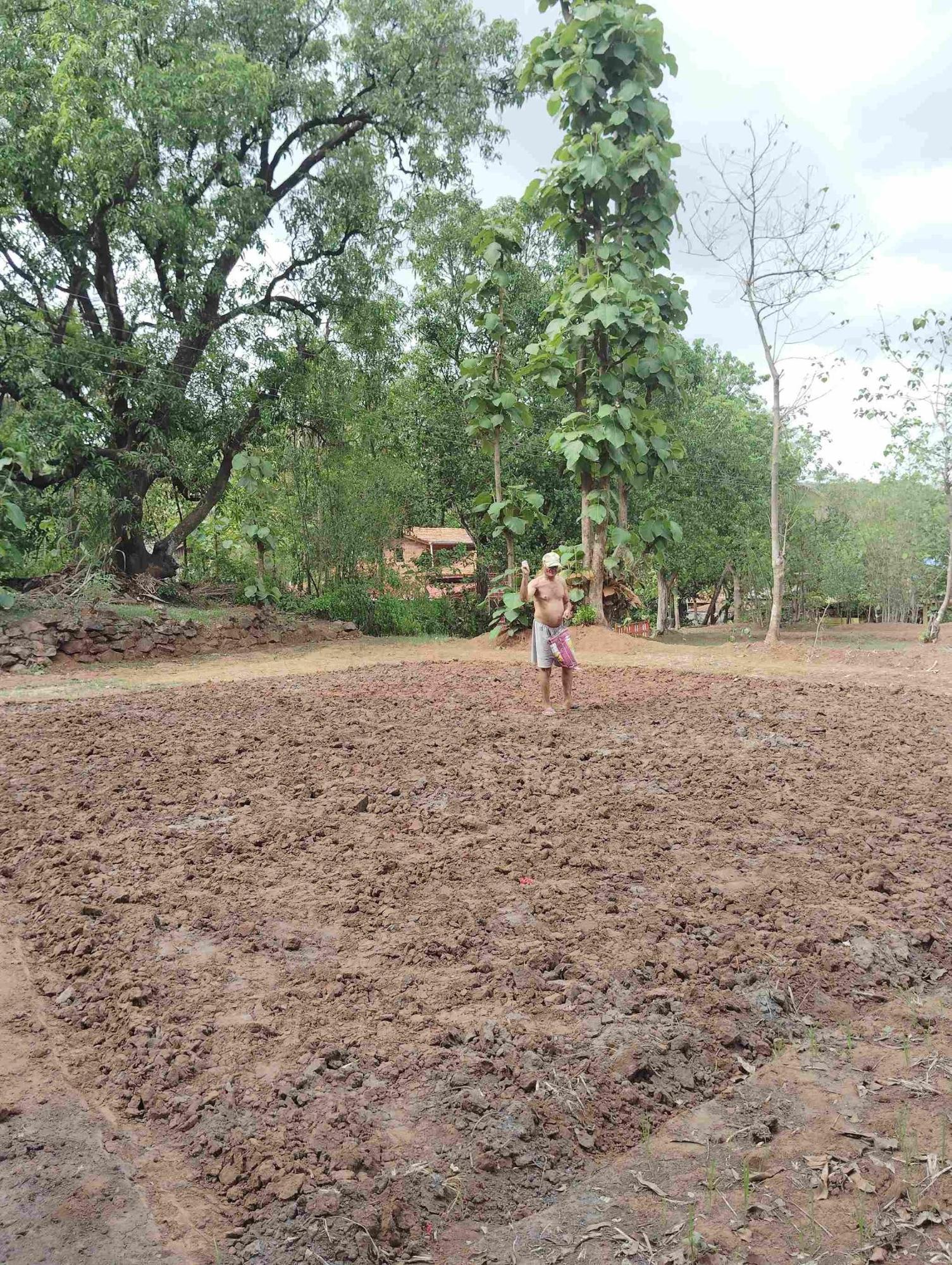 The second step is called Perni (sowing), where seeds are scattered on the plowed piece of land. (Source: CKA Archives)