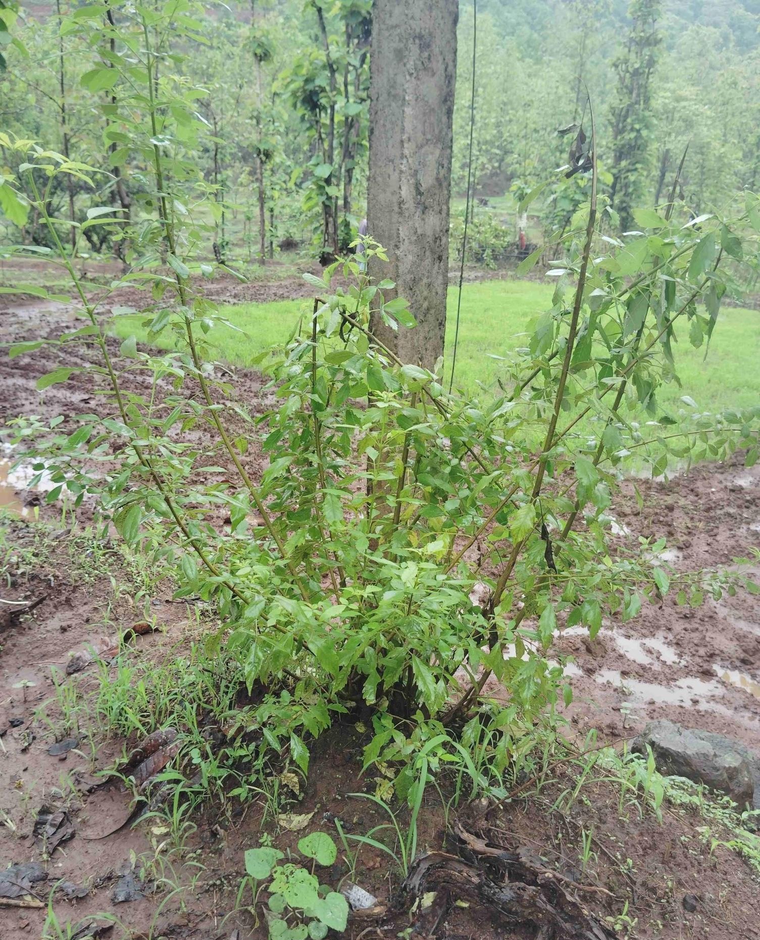 Ningdum (Source: CKA Archives)