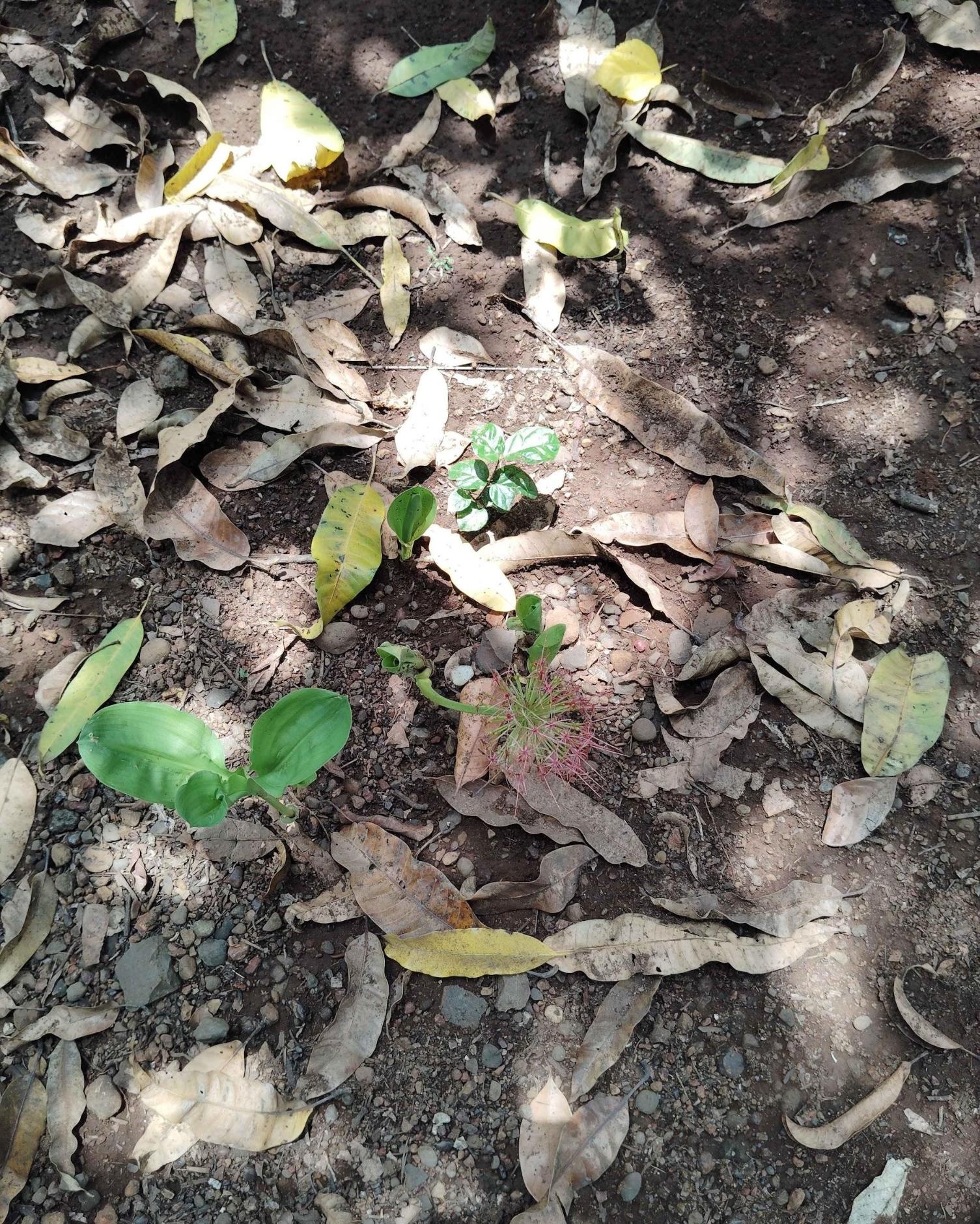 The Jungle Flame Flower serves as a natural indicator, with its blooming traditionally signaling the approach of monsoon season (Source: CKA Archives)