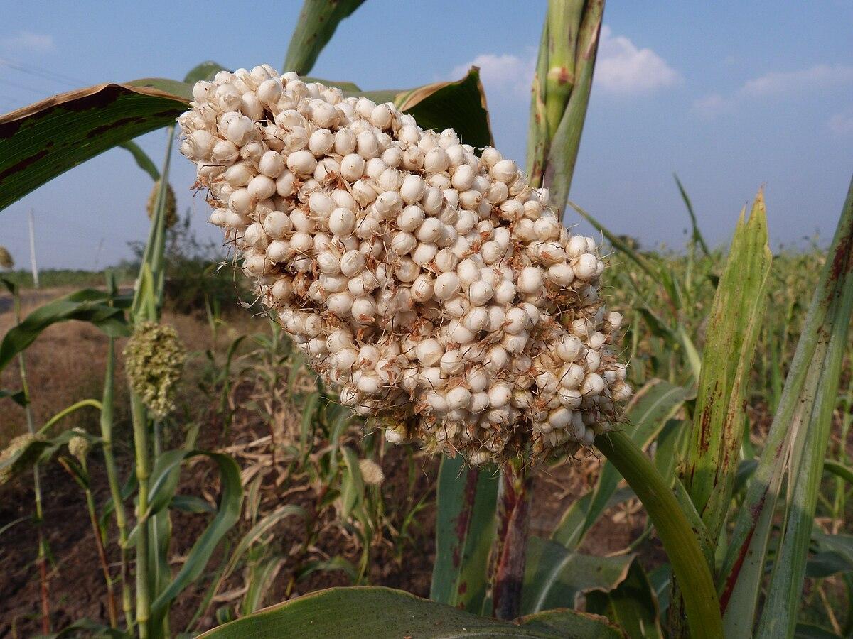 Dagdi Jowar (a variety of Jowar) in Aatpadi, Sangli