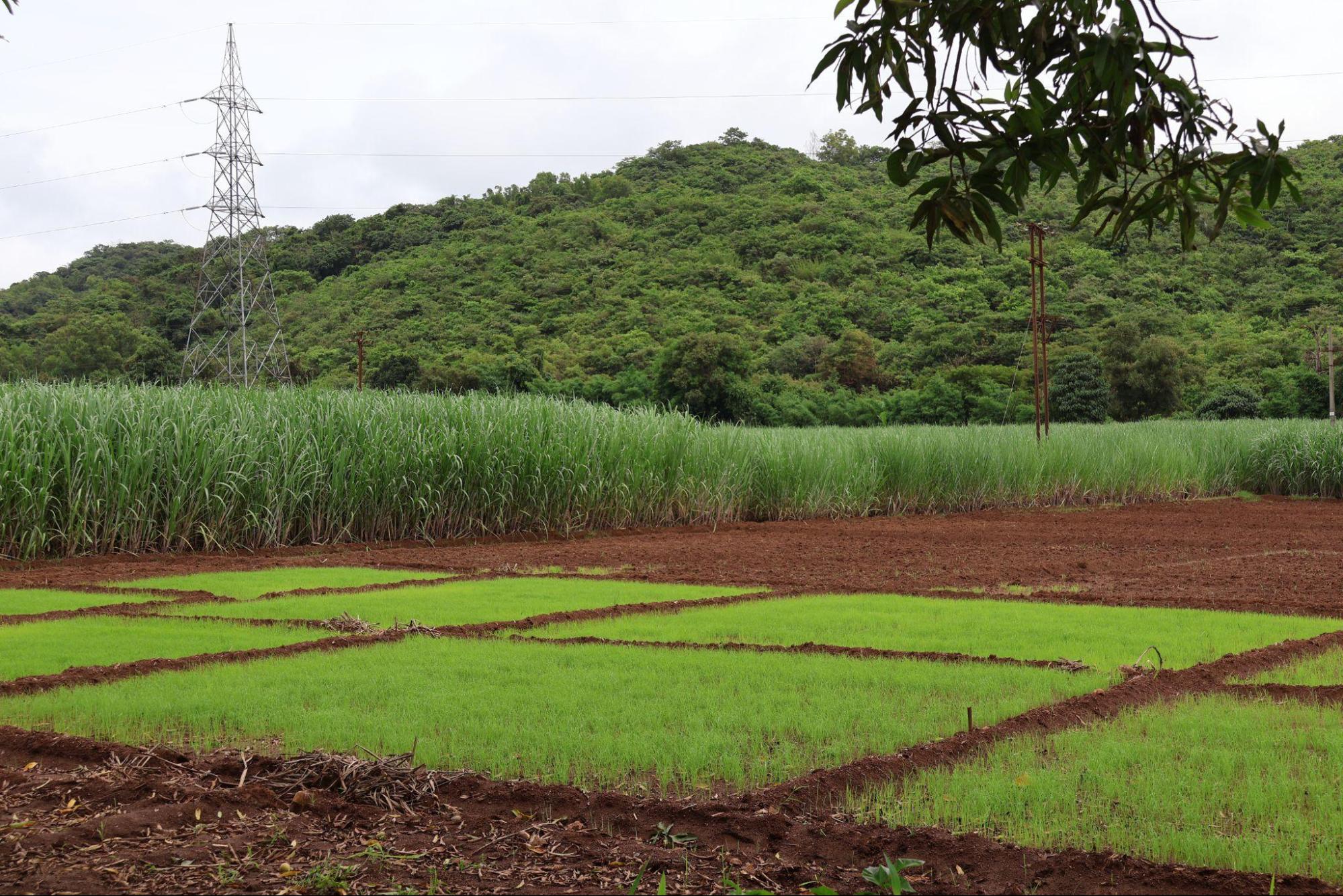 A rice field surrounded by sugarcane fields. (Source: CKA Archives)