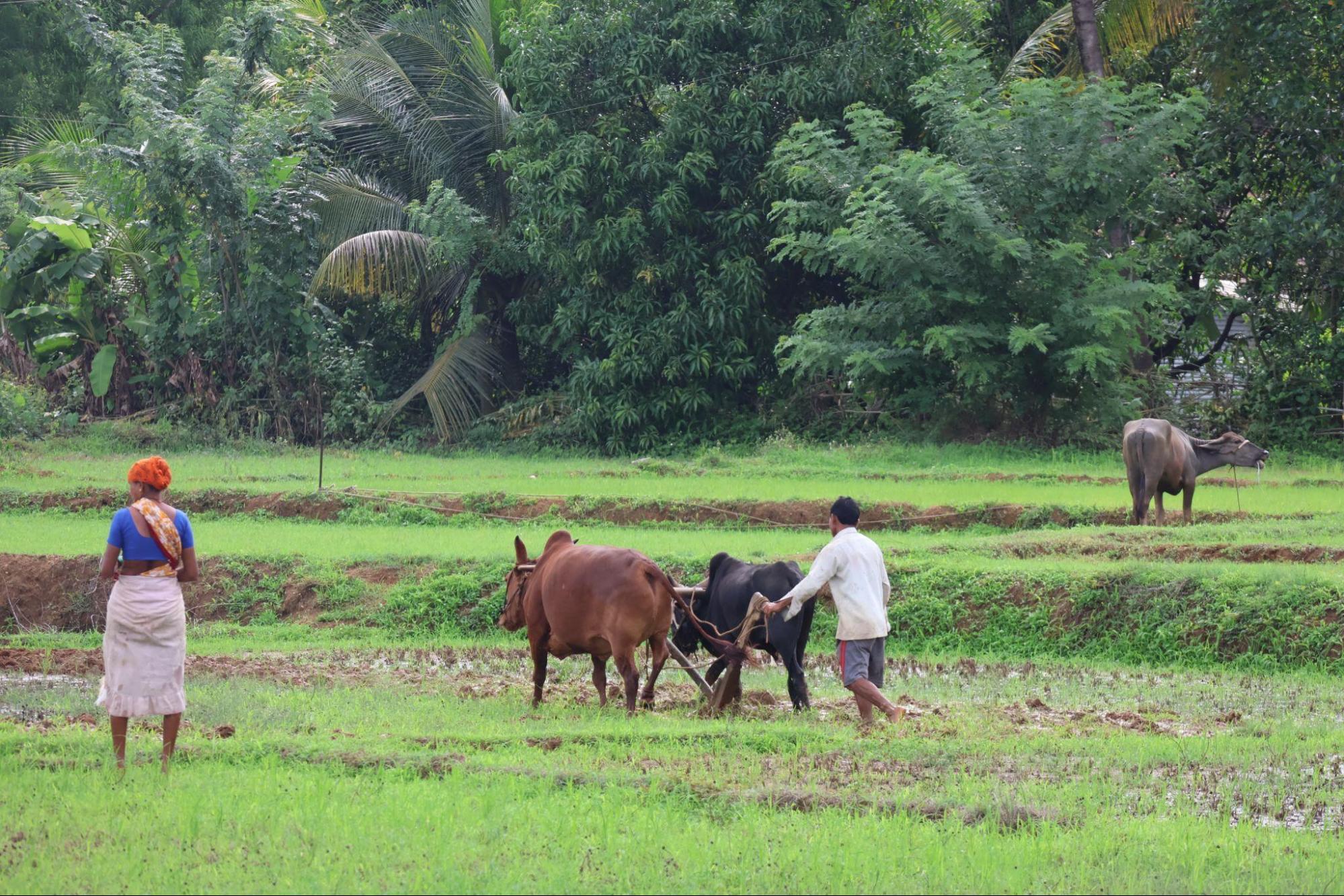 Bulls are used for plowing fields. (Source: CKA Archives)