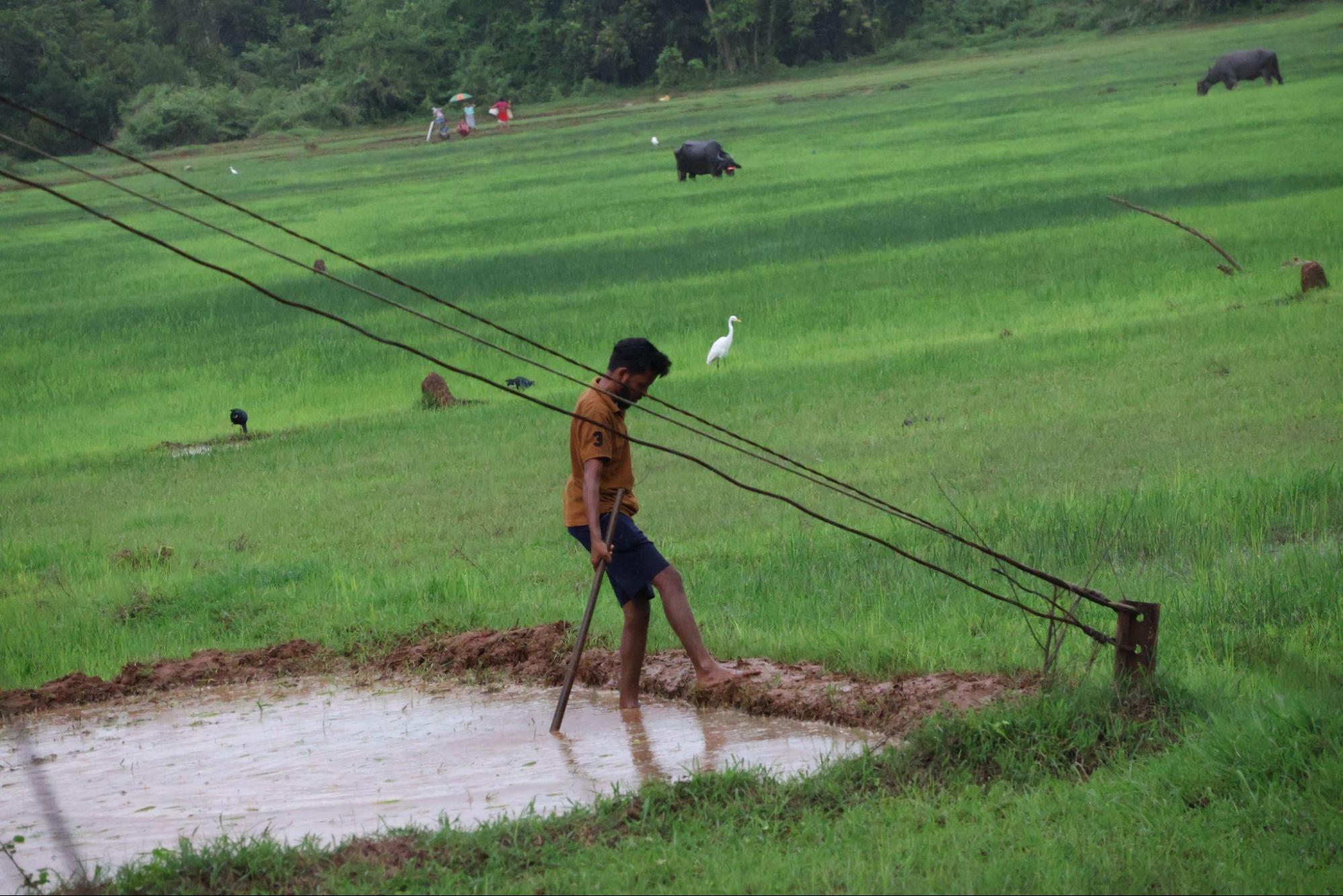 One can see a farmer in the foreground, an Egret, and a few Buffaloes in the background. This paints a perfect picture of the agriculture of Sindhudurg. (Source: CKA Archives).