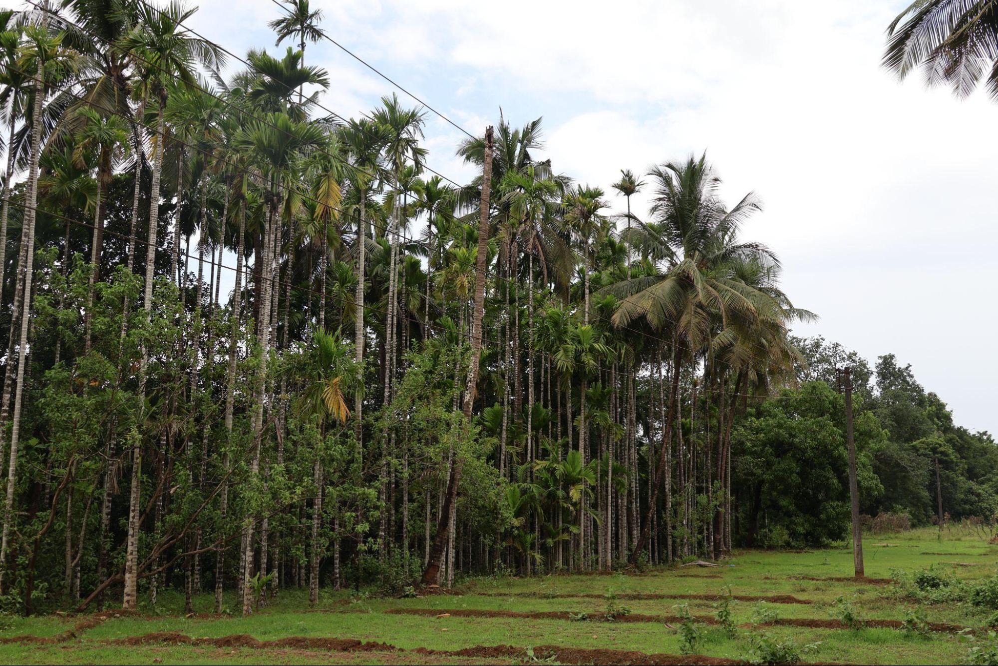 The tall trees are of Betel Nut. (Source: CKA Archives).