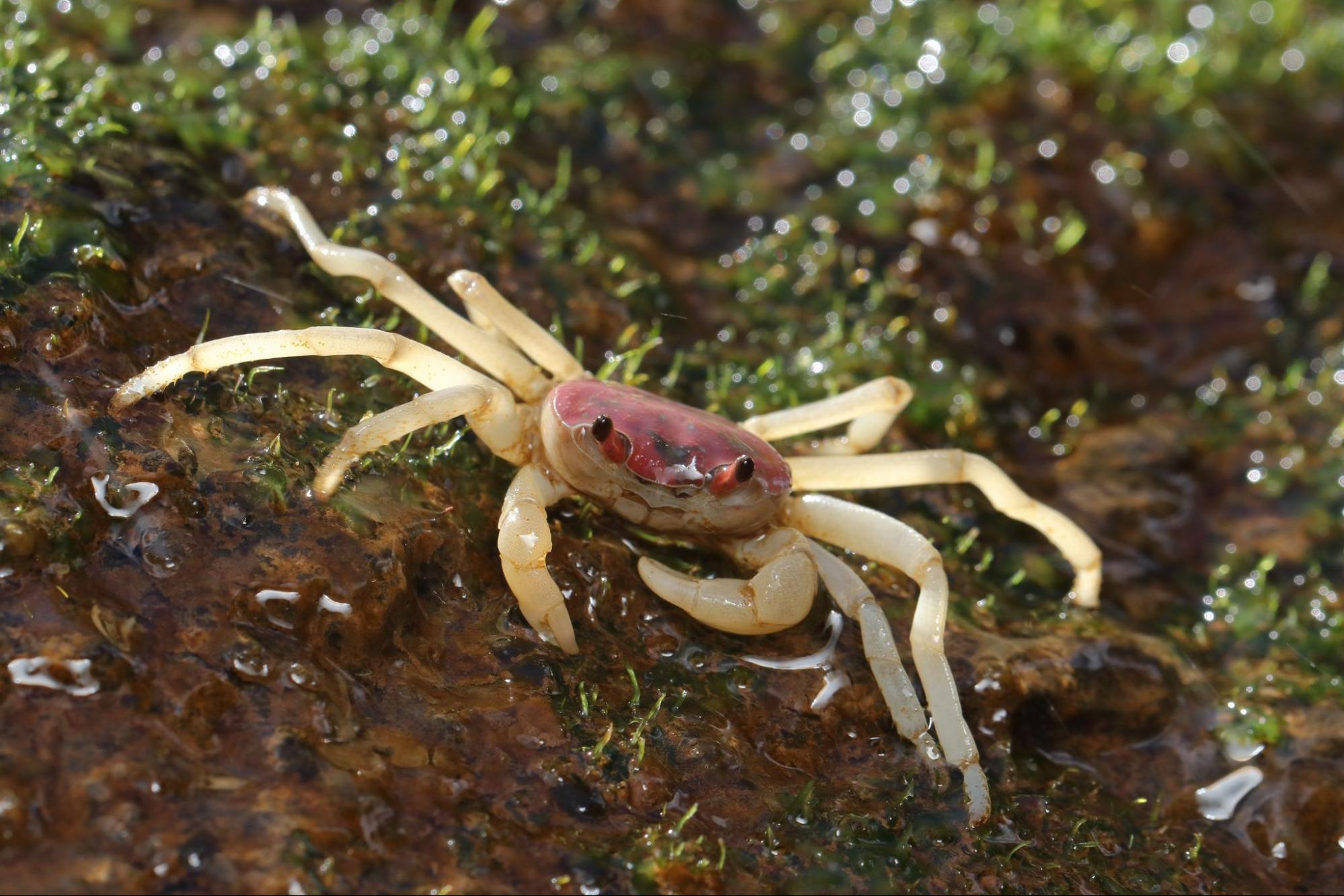 A Gubernatoriana Longipes