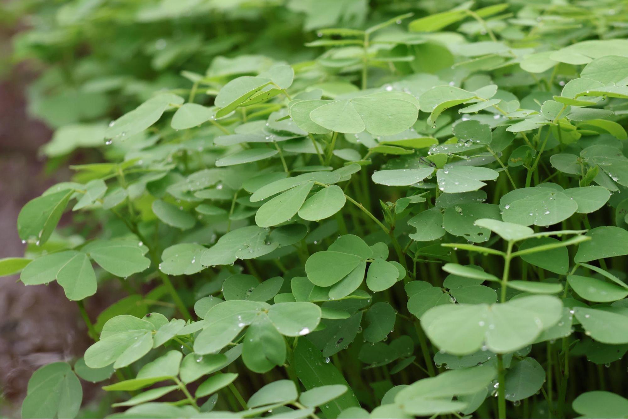 Takla(Source: CKA Archives)