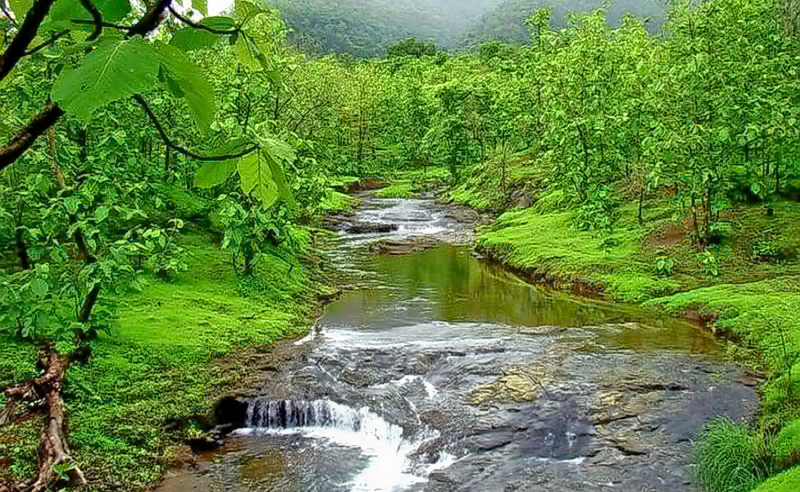 Tansa Wildlife Sanctuary, established in 1970, is located around the Tansa lake reservoir and covers approximately 304.81 square kilometers in Thane district. The sanctuary derives its name from the Tansa River and the reservoir that serves as a major water source for Mumbai.