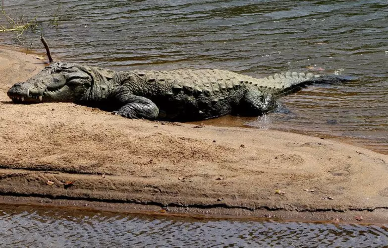 The marsh crocodile historically occurred in some river systems but is now rare or locally extinct.