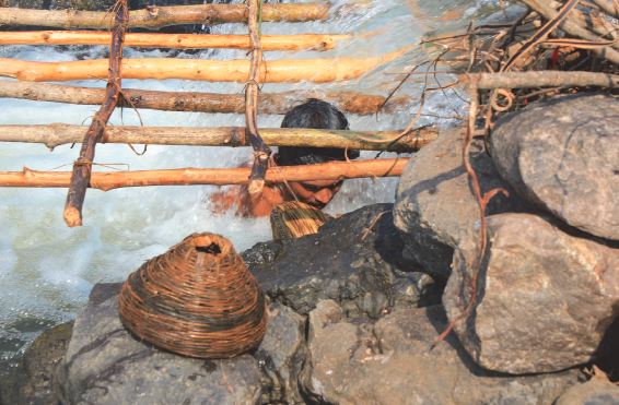 Bhokaśī is a globular fish trap with a narrow mouth, buried under stones in a rivulet, which prevents fish from escaping.[4]