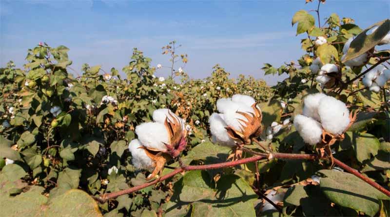 Cotton is a major crop in the region.