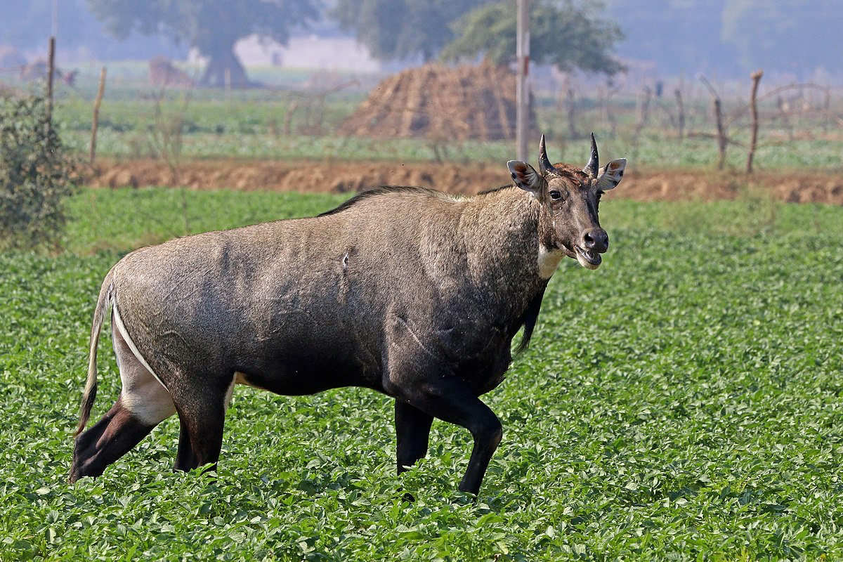 Wild Boar and Nilgai (above) found across various habitats including agricultural fields.