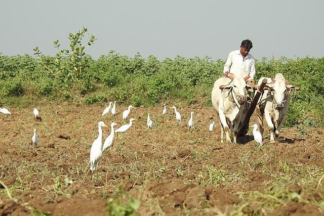 Cattle Egret with Plough